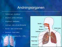 /album/andningssystemet/a6-andningssystemet-004-jpeg/